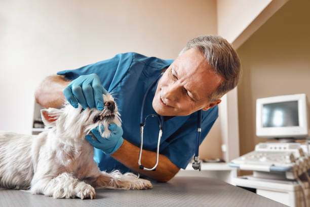 Best After-Hours Dental Trauma Care in Lexington, WA